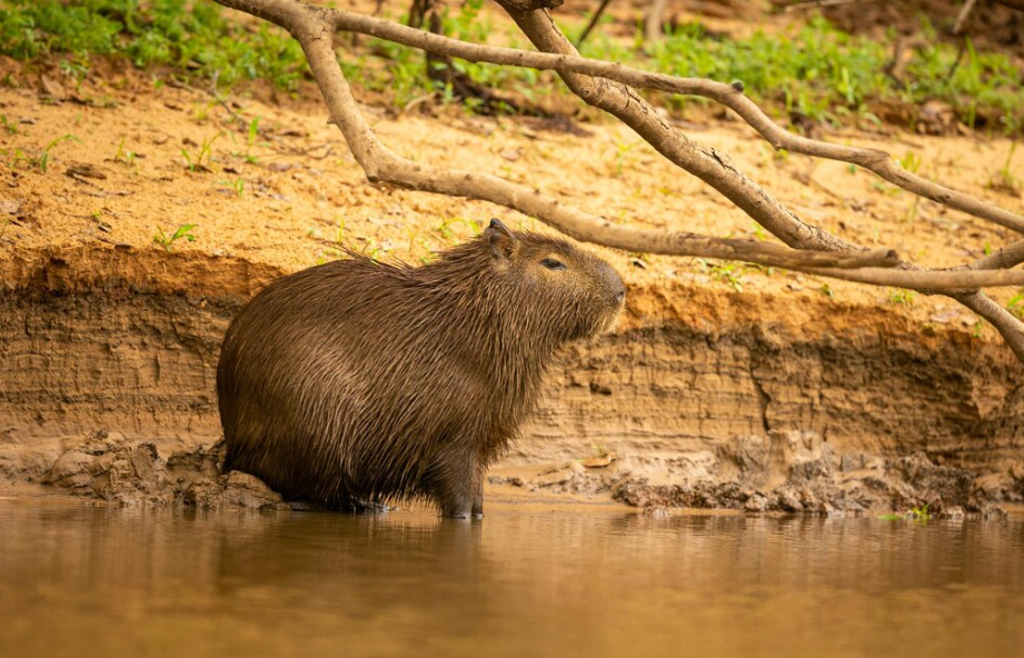 Mengenal Kapibara, Si Pendiam Ramah yang Bisa Akrab dengan Semua Hewan